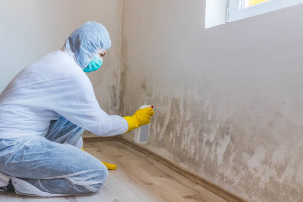 Licensed Mold Testing service in Chester, NY - WQB Mold Removal
